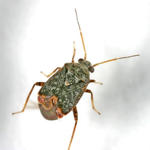 Charagochilus gyllenhalii