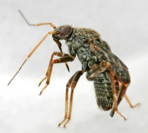 Charagochilus gyllenhalii