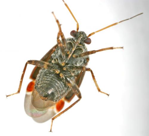 Charagochilus gyllenhalii