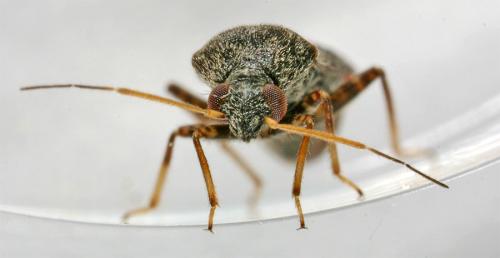 Charagochilus gyllenhalii