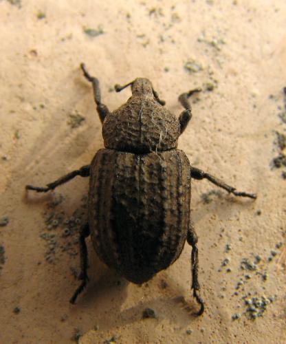 Minyops carinatus