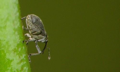 Réf. 11 422 : Ceutorhynchus sp.