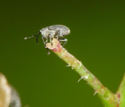 Ceutorhynchus sp.