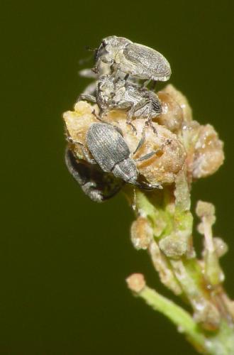 Ceutorhynchus sp.