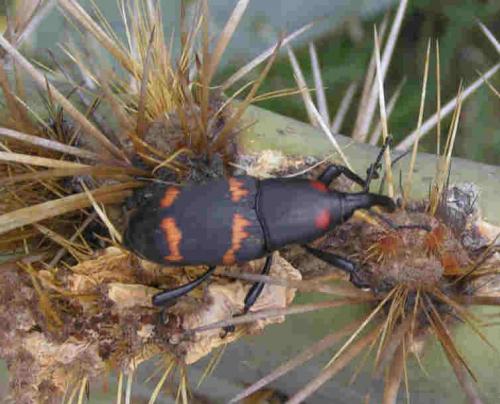 Metamasius spinolae