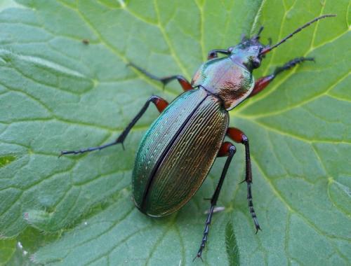 Carabus monilis