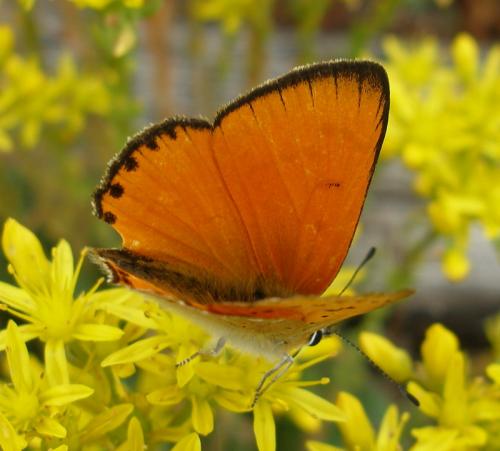 Lycaena virgaureae