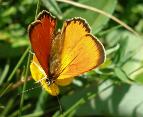 Lycaena virgaureae