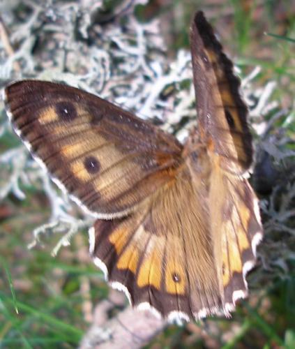 Réf. 11 459 : Hipparchia semele