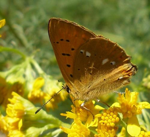 Lycaena virgaureae