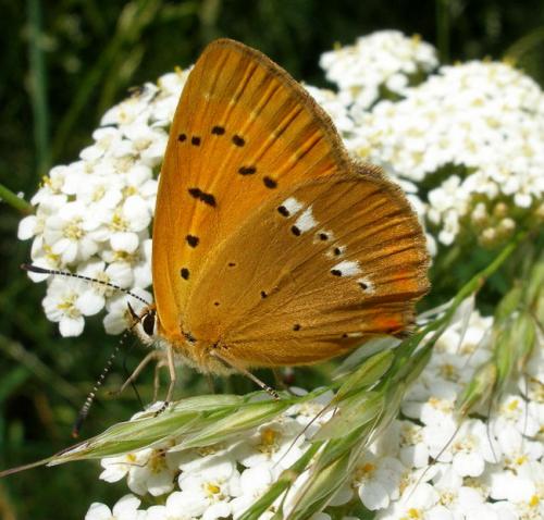 Lycaena virgaureae