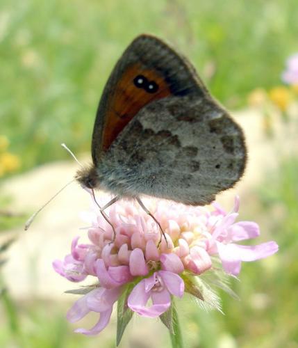 Erebia ottomana