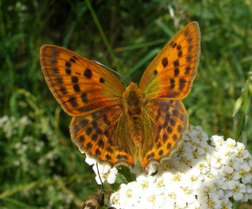 Lycaena virgaureae