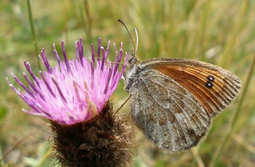Erebia ottomana
