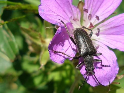 Brachyta interrogationis