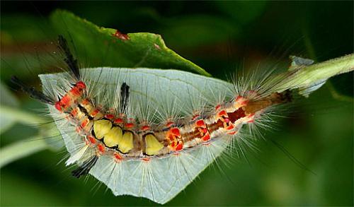 Orgyia antiqua
