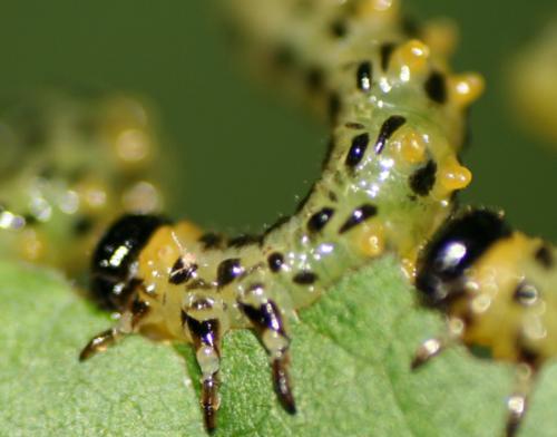 Nematus septentrionalis