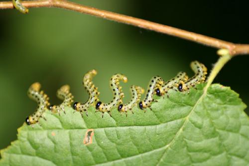 Nematus septentrionalis