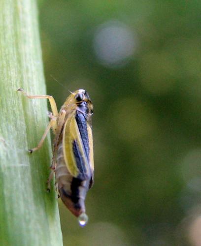 Evacanthus interruptus