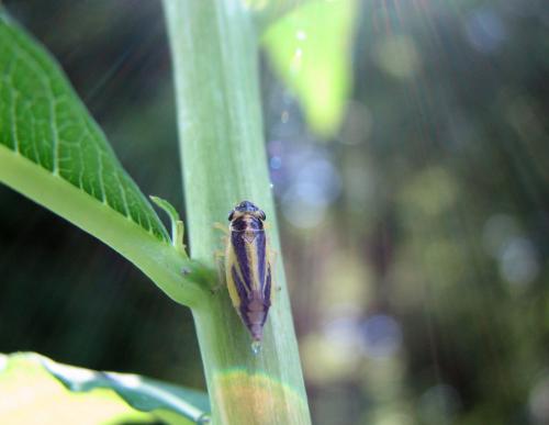 Evacanthus interruptus