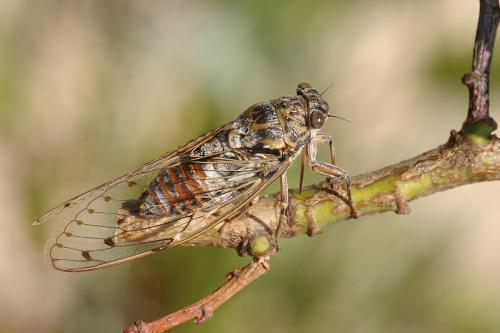 Réf. 11 827 : Cicada orni