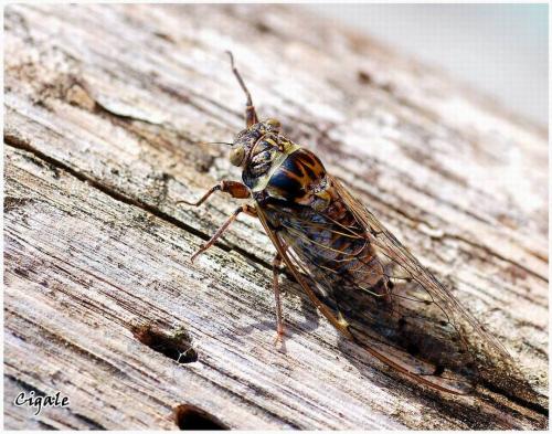 Réf. 11 041 : Cicada orni