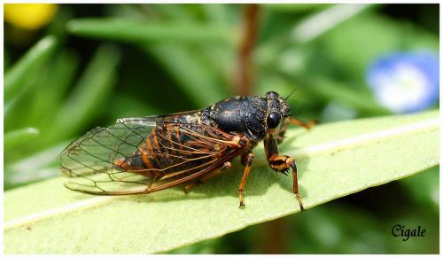 Réf. 11 252 : Cicadetta sp.