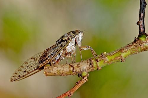 Réf. 11 829 : Cicada orni