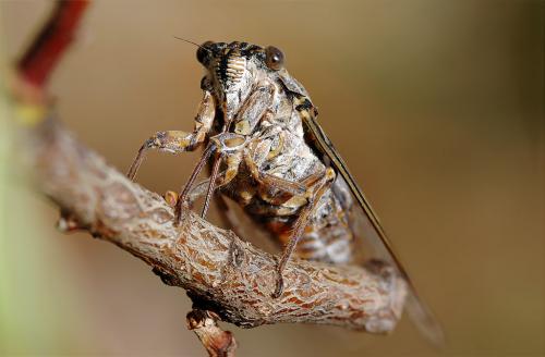 Réf. 11 828 : Cicada orni