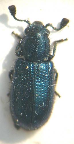 Réf. 11 653 : Necrobia violacea
