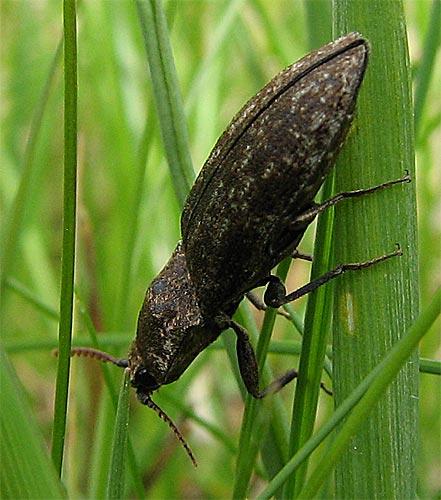 Agrypnus murinus