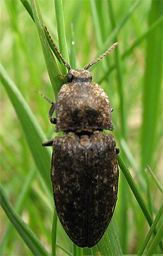 Agrypnus murinus