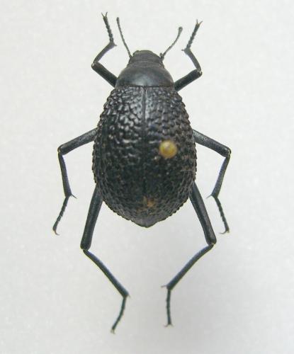 Réf. 11 991 : Adesmia montana
