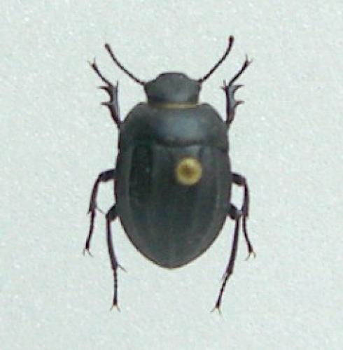 Réf. 11 993 : Erodius sp.