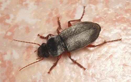 Réf. 11 271 : Pseudoophonus rufipes