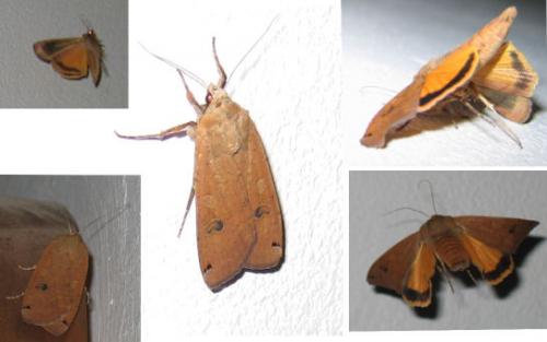 Noctua pronuba