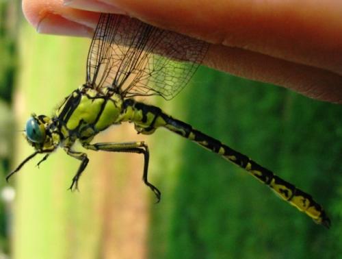 Gomphus graslinii