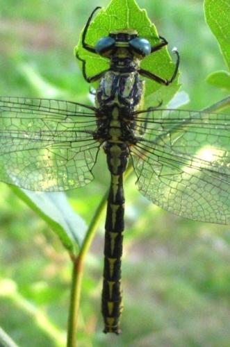 Réf. 11 132 : Gomphus graslinii