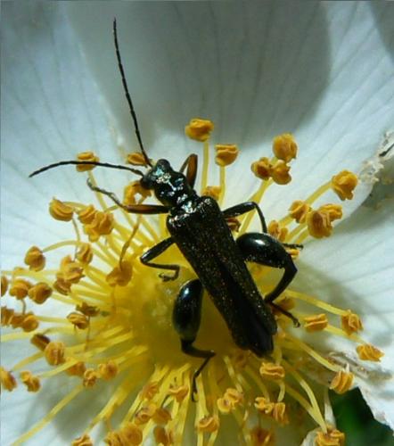 Oedemera flavipes