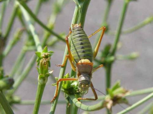 Ephippiger diurnus diurnus
