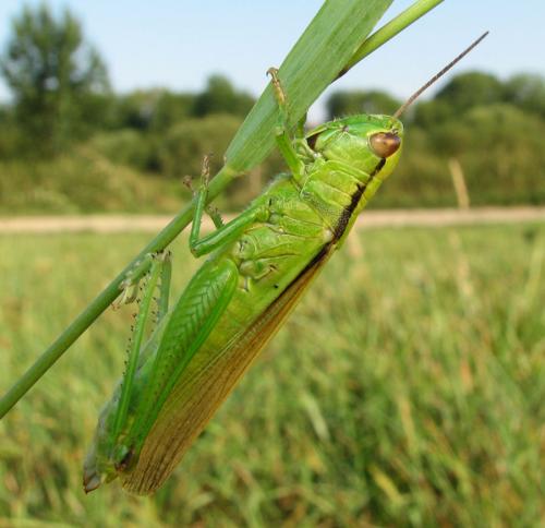Réf. 11 798 : Mecostethus parapleurus parapleurus