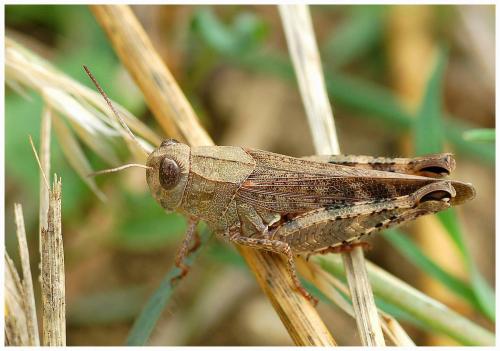 Calliptamus sp.