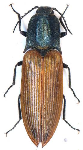 Ctenicera virens