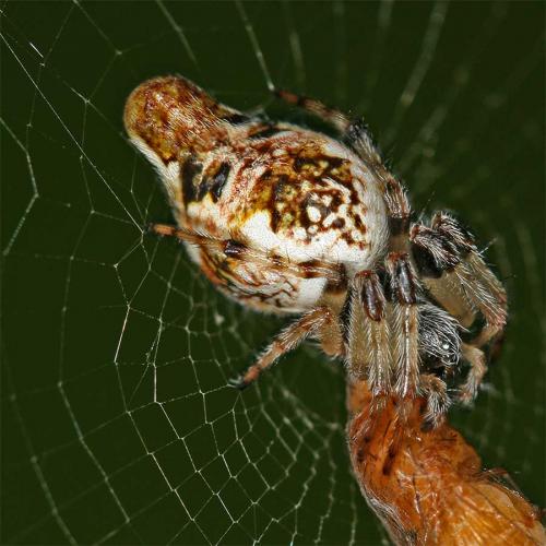 Cyclosa sp.