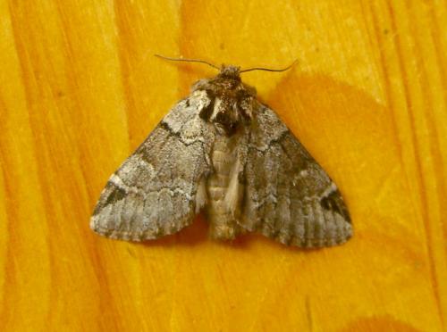 Réf. 11 240 : Drymonia melagona