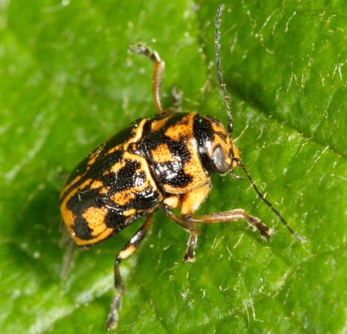Pachybrachis sp.
