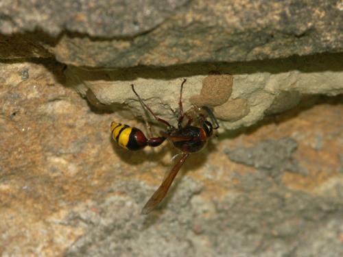 Réf. 11 541 : Delta unguiculatum