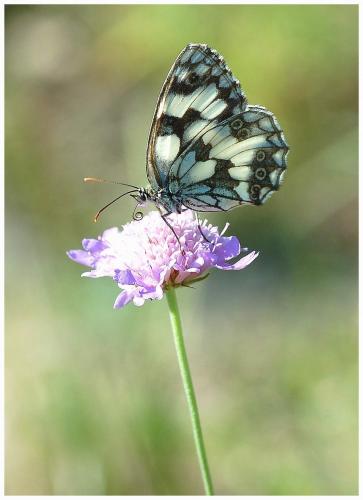 Melanargia galathea