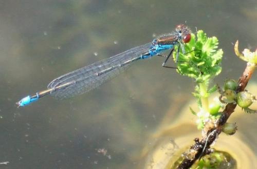 Réf. 11 156 : Erythromma viridulum