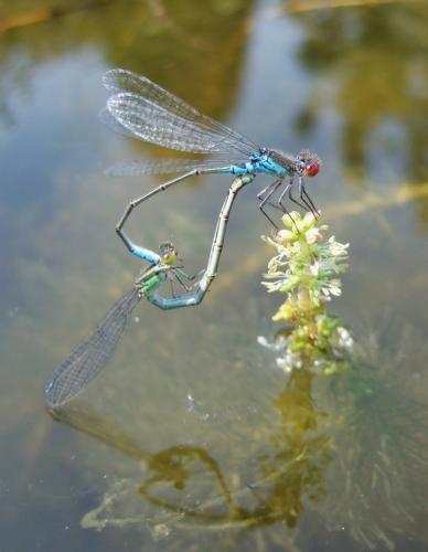 Erythromma viridulum
